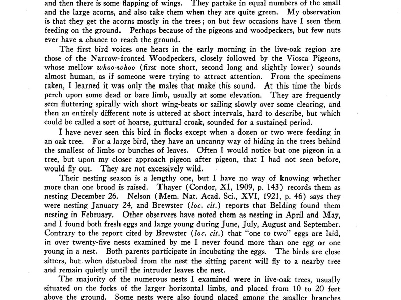 Viosca Pigeon Page 2 (898 visits) Viosca Pigeon Page 2